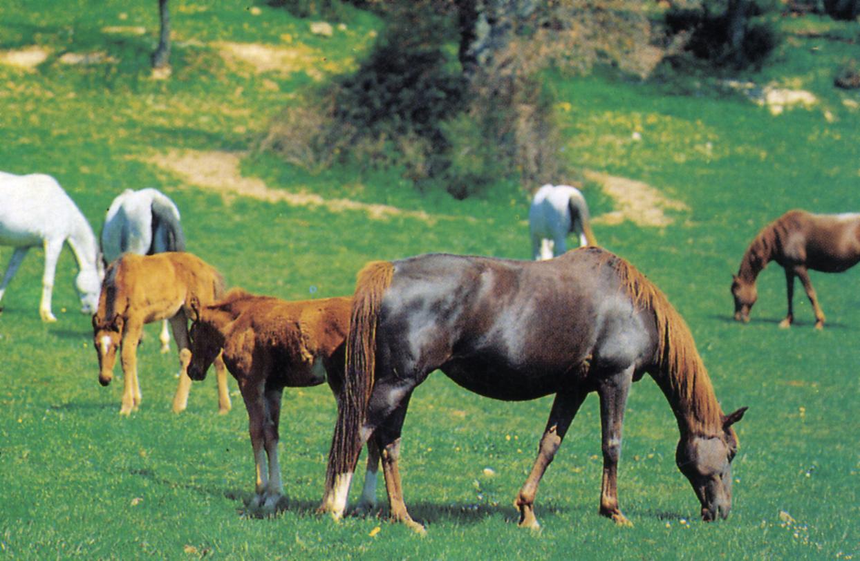 8020agro con cavalli.jpg